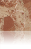 Rojo Coralito