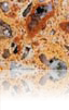 Amarillo Palmira